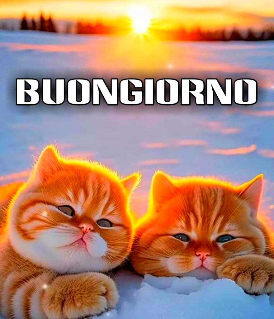 Buona Domenica Con Gatti