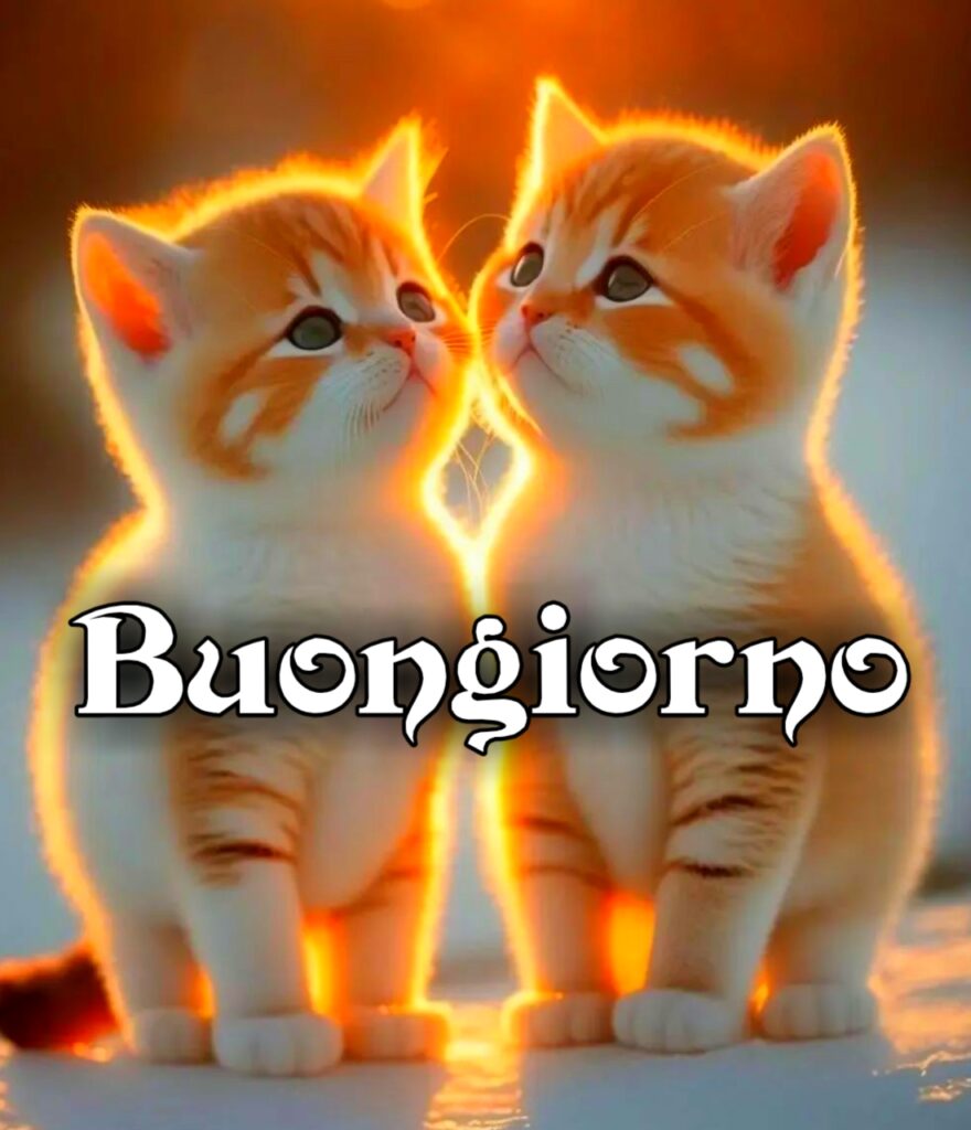 Buongiorno Gatti Gif