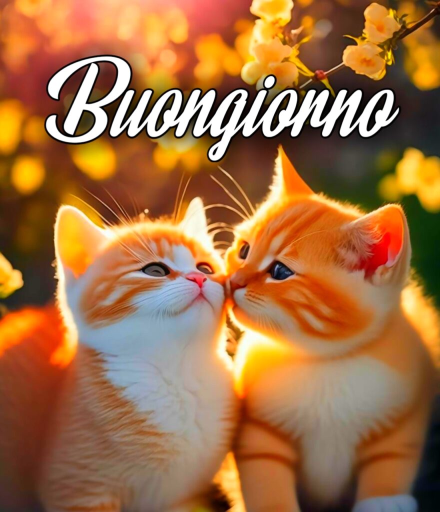 Buongiorno Gattini