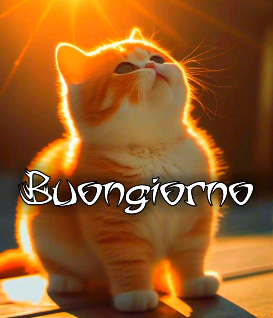 Buongiorno Gatto