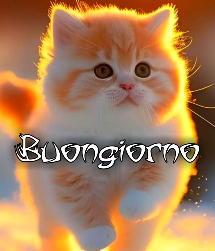 Gatto Buongiorno