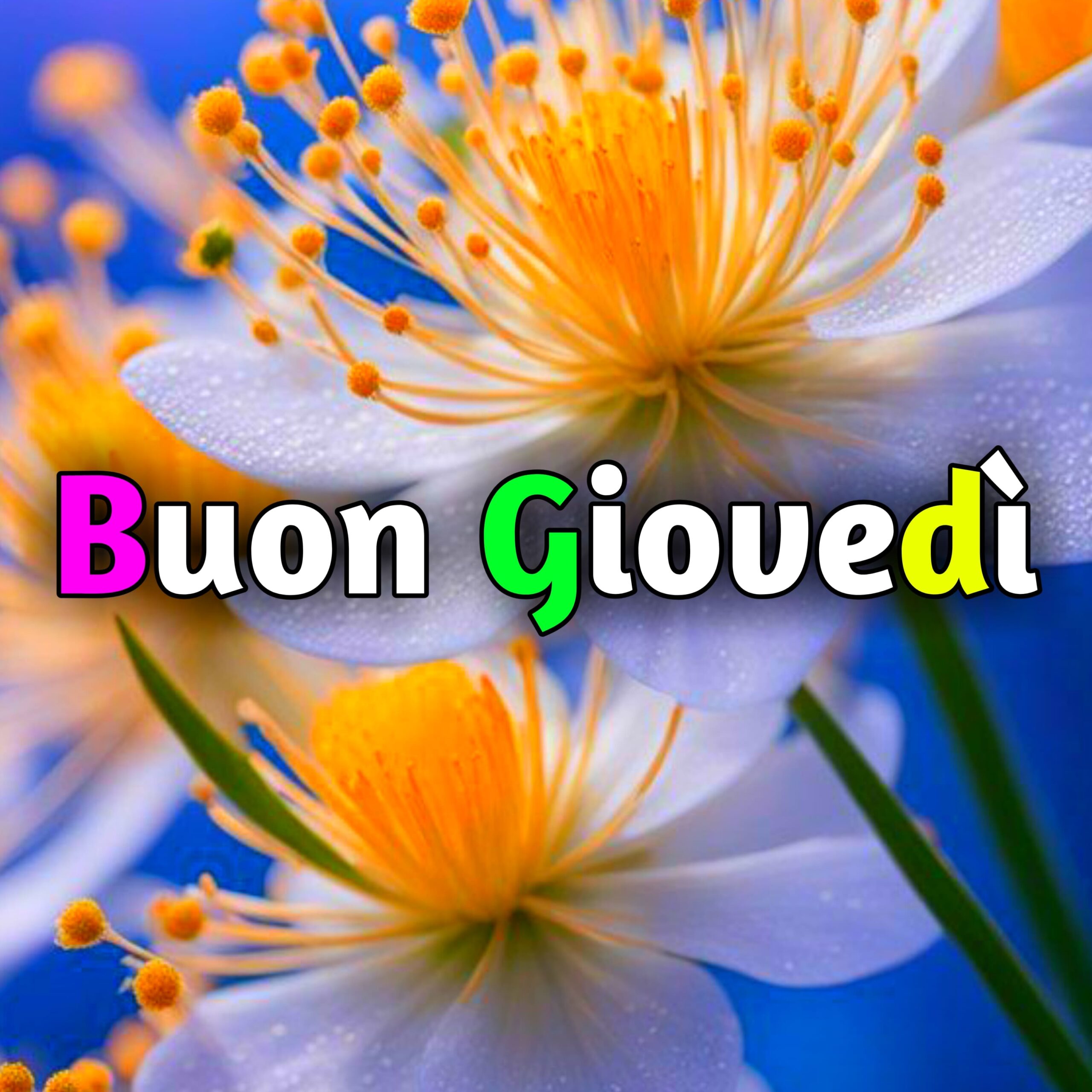 You are currently viewing Buon Giovedì Immagini, GIF, Fotos Nuove Gratis 2025